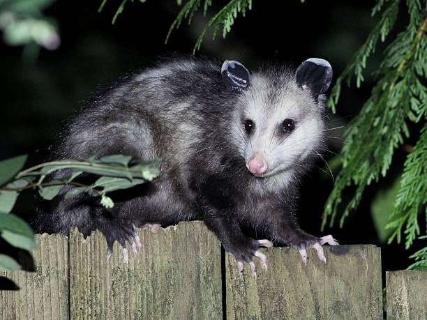 Opossum on a backyard fence at night